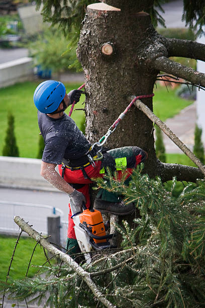 Reliable Greenville, SC Tree Removal Solutions